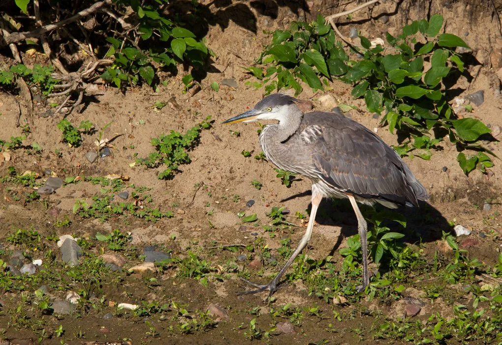 GREAT BLUE HERON