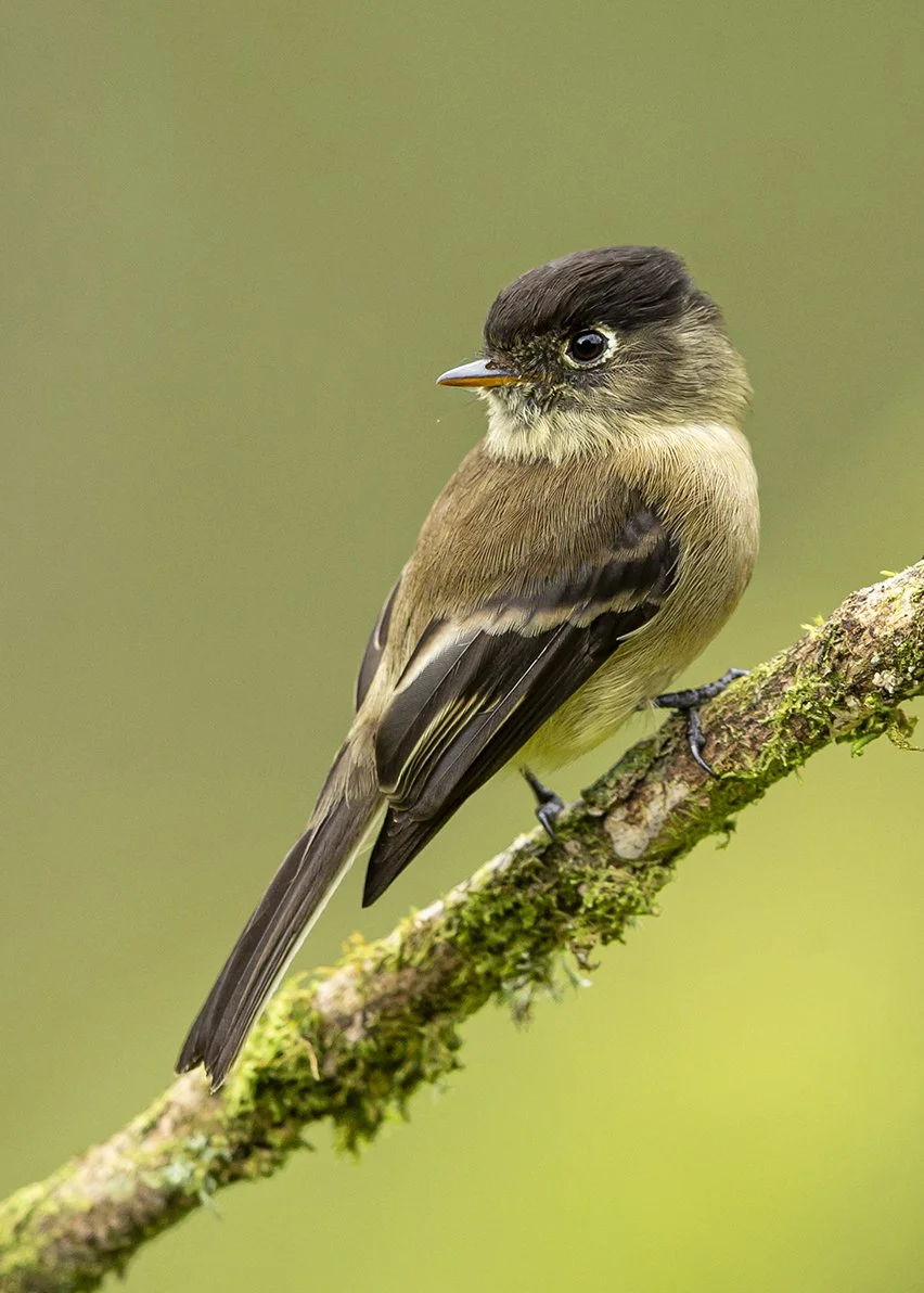 MOUNTAIN_ELAENIA_02.jpg