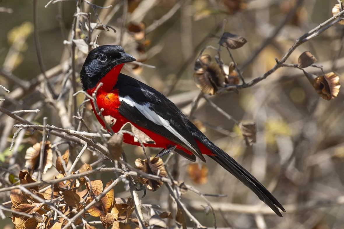 CRIMSON_BREASTED_SHRIKE_01.jpg