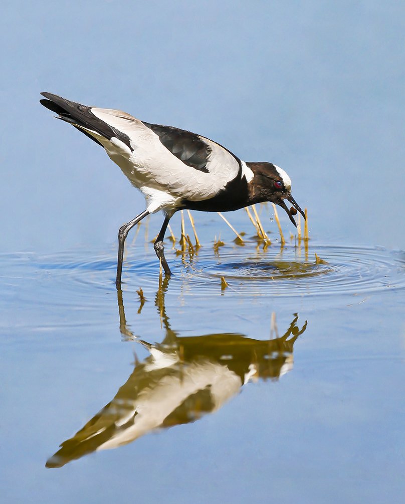 BLACKSMITH_LAPWING_08.jpg