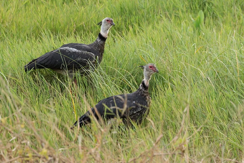 SOUTHERN_SCREAMER_02.jpg