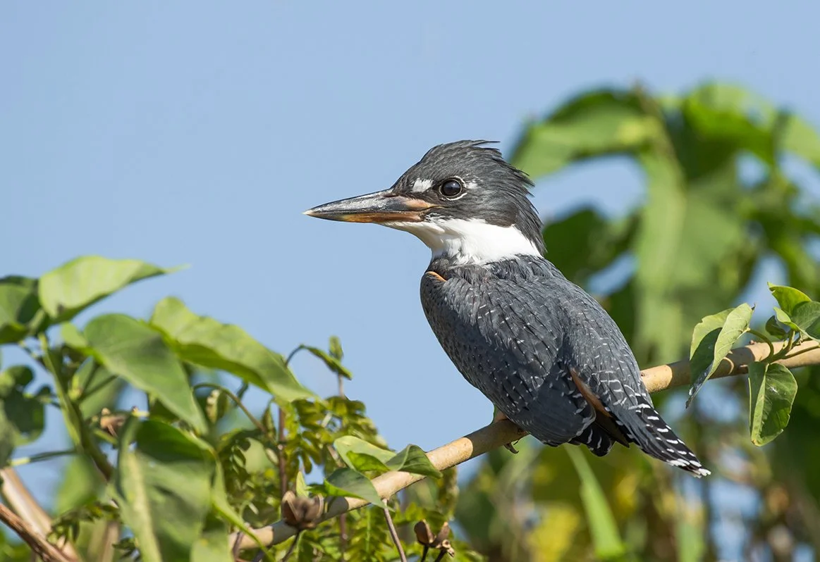 RINGED_KINGFISHER_06.jpg