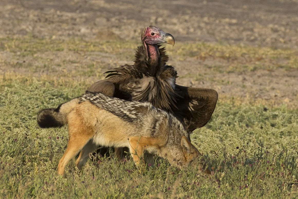 LAPPET_FACED_VULTURE_07.jpg