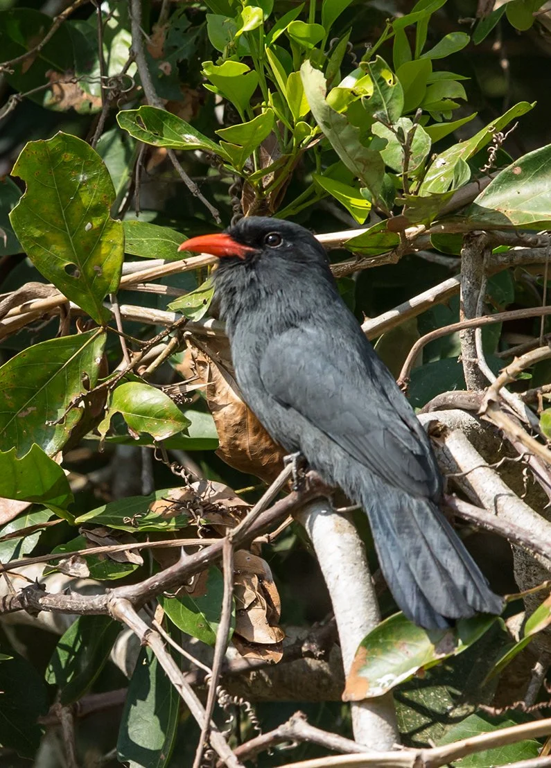 BLACK-FRONTED NUNBIRD