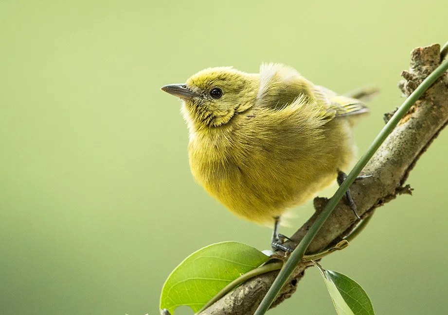 PALM_TANAGER_04.jpg