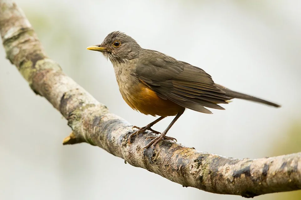 RUFOUS_BELLIED_THRUSH_03.jpg