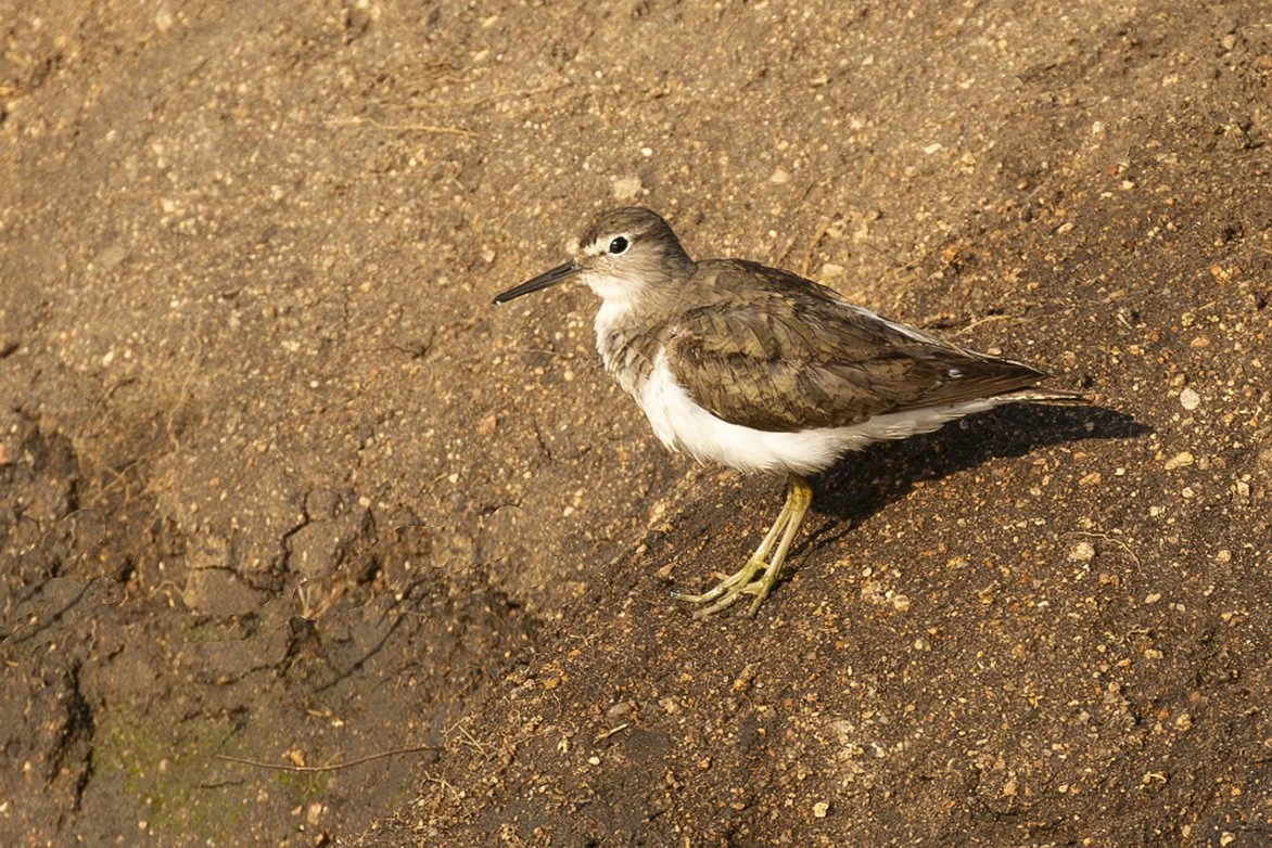 COMMON SANDPIPER