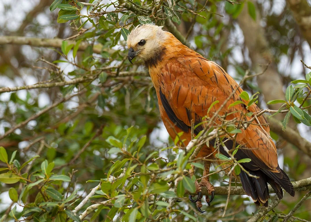 BLACK-COLLARED HAWK