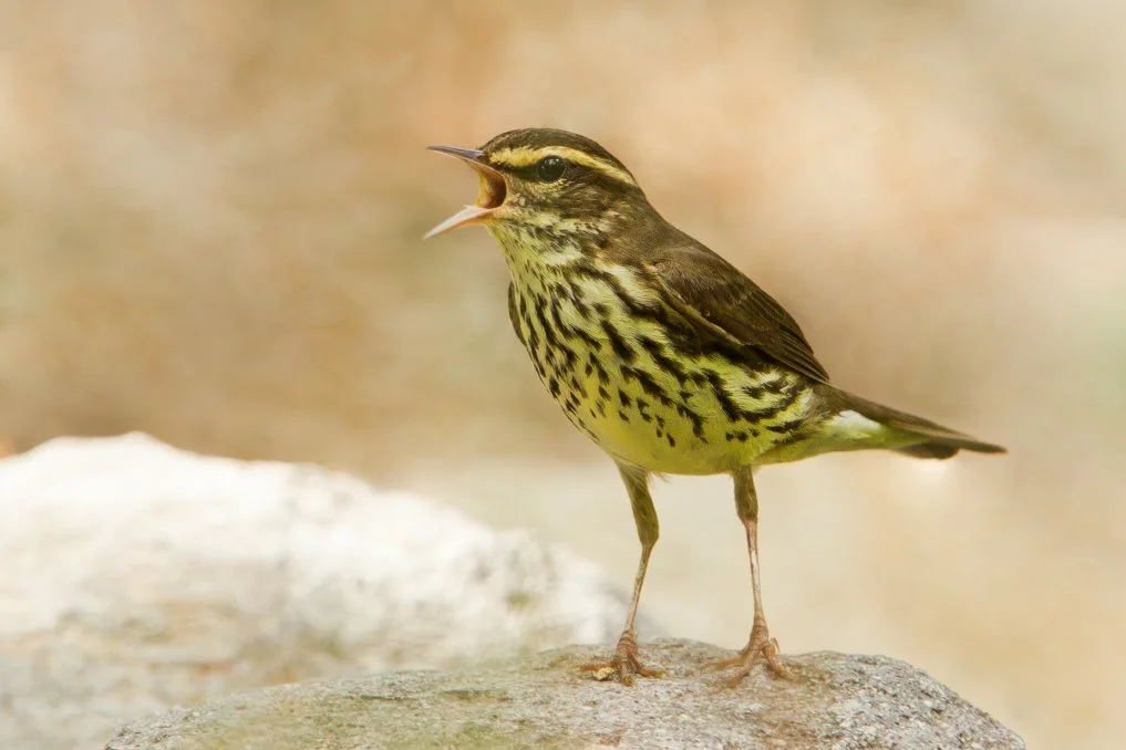NORTHERN WATERTHRUSH