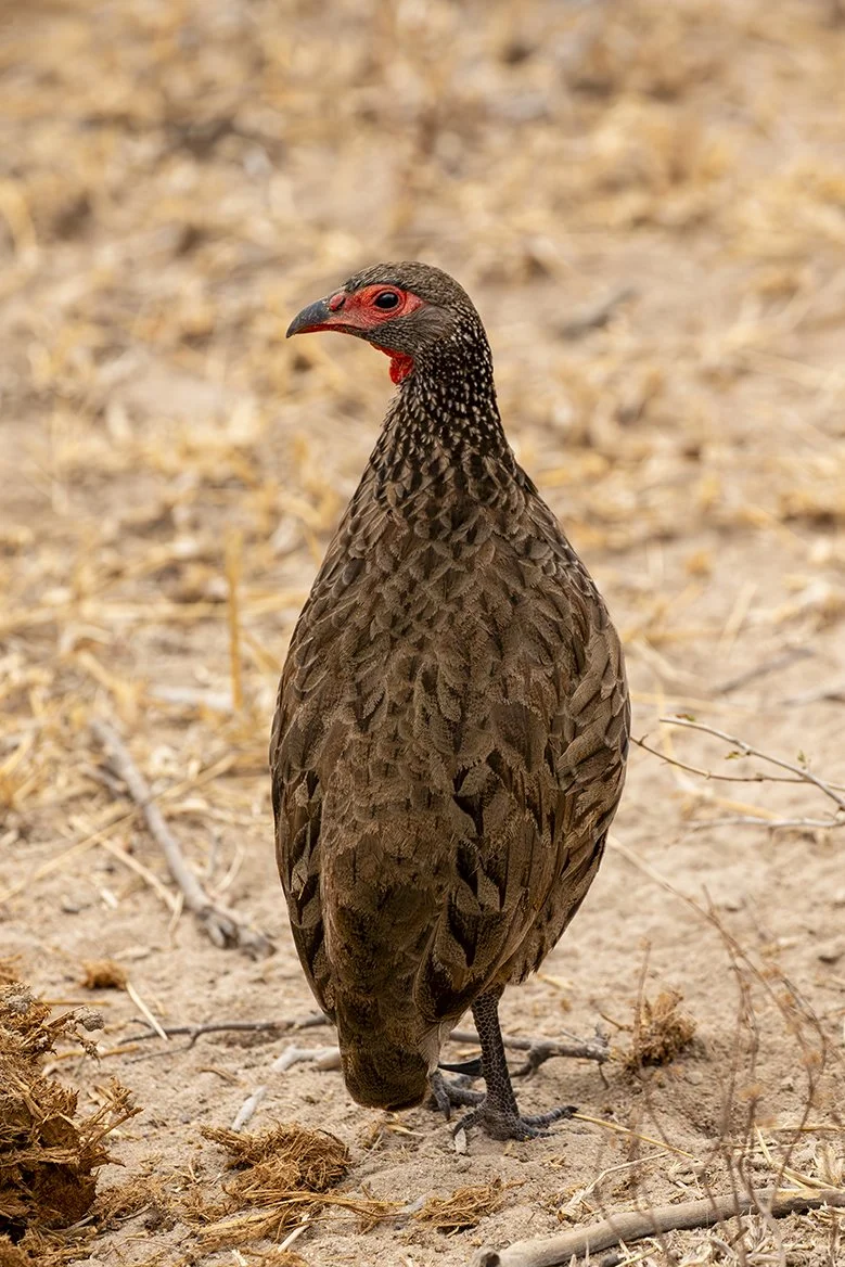 SWAINSON'S SPURFOWL