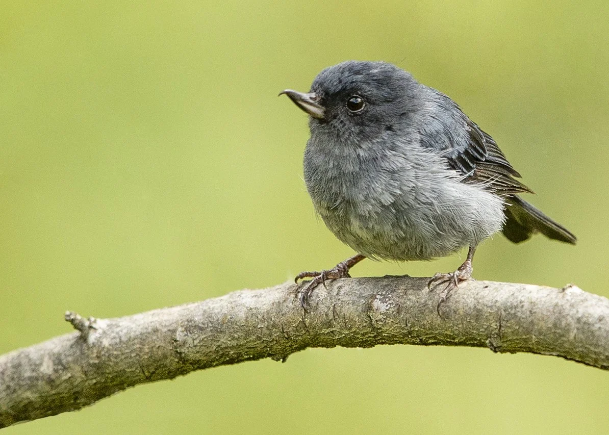 SLATY FLOWERPIERCER