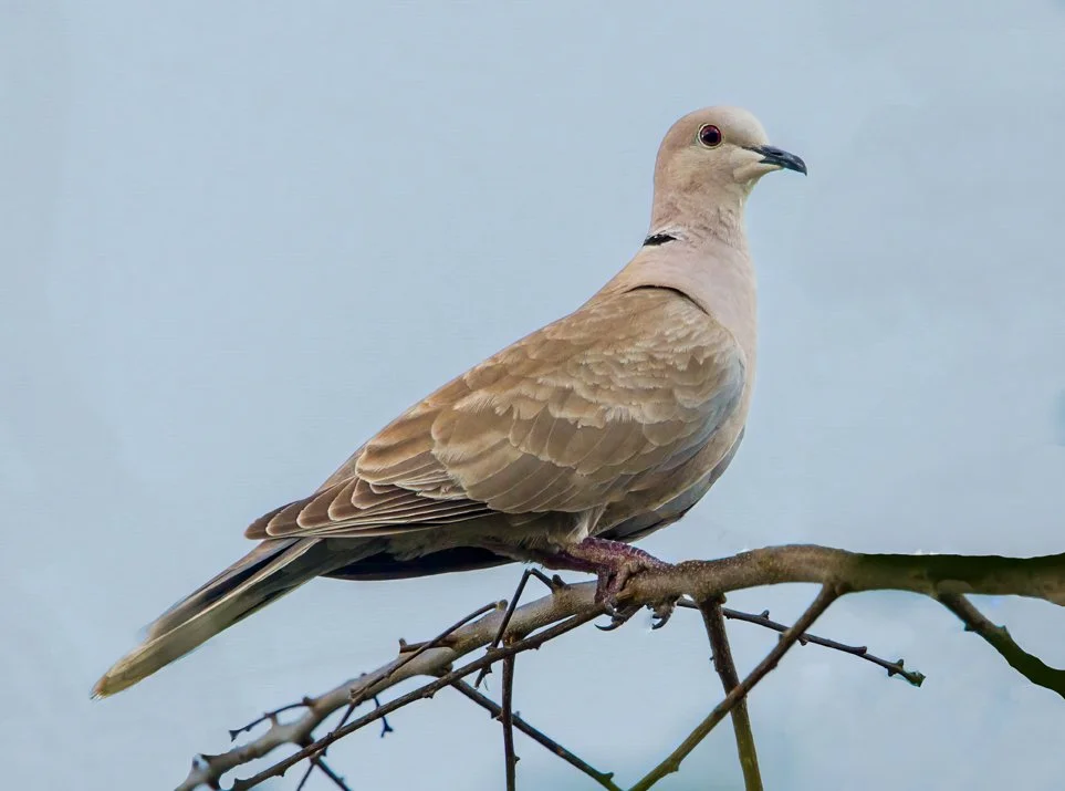 EURASIAN COLLARED-DOVE