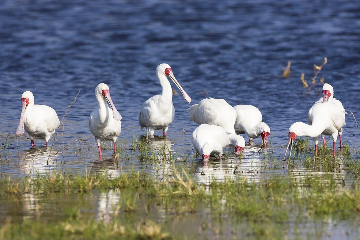 AFRICAN_SPOONBILL_01.jpg