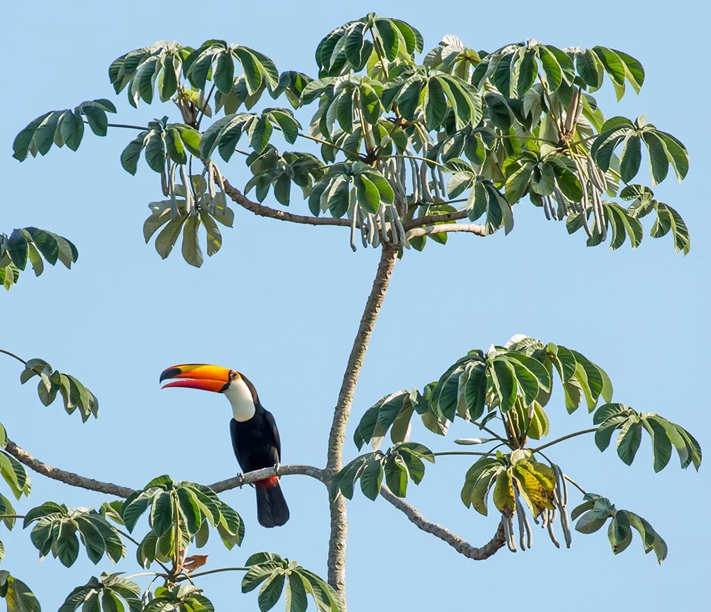 TOCO_TOUCAN_02.jpg