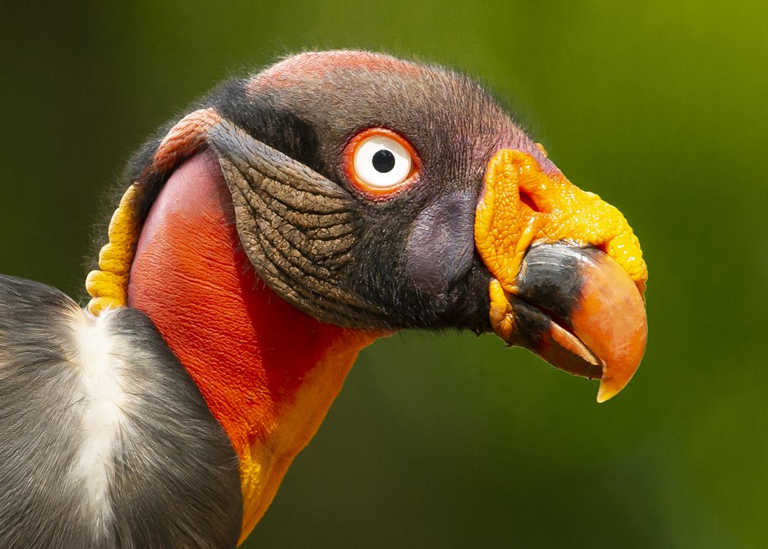 KING_VULTURE_03.jpg