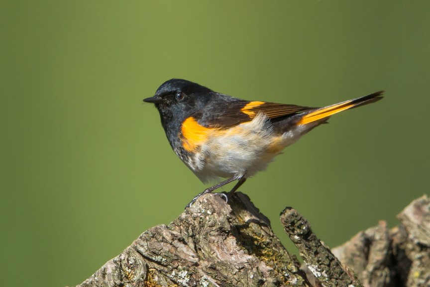 AMERICAN REDSTART