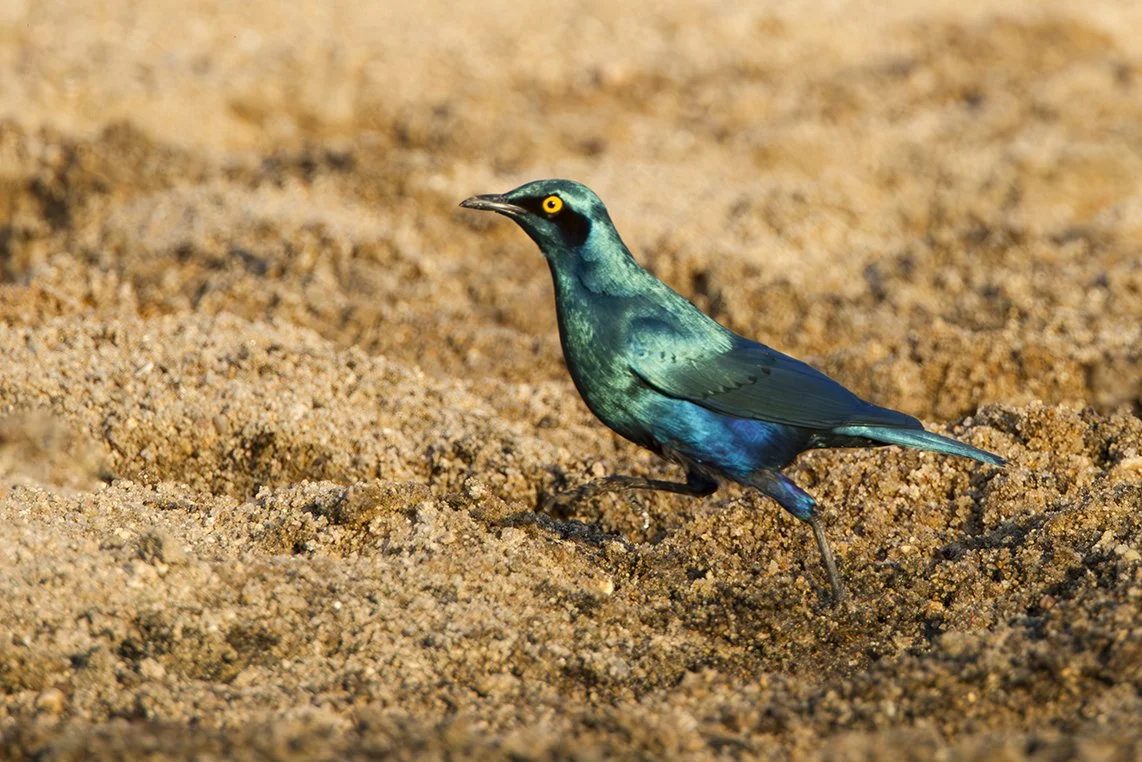 GREATER_BLUE_EARED_STARLING_03.jpg