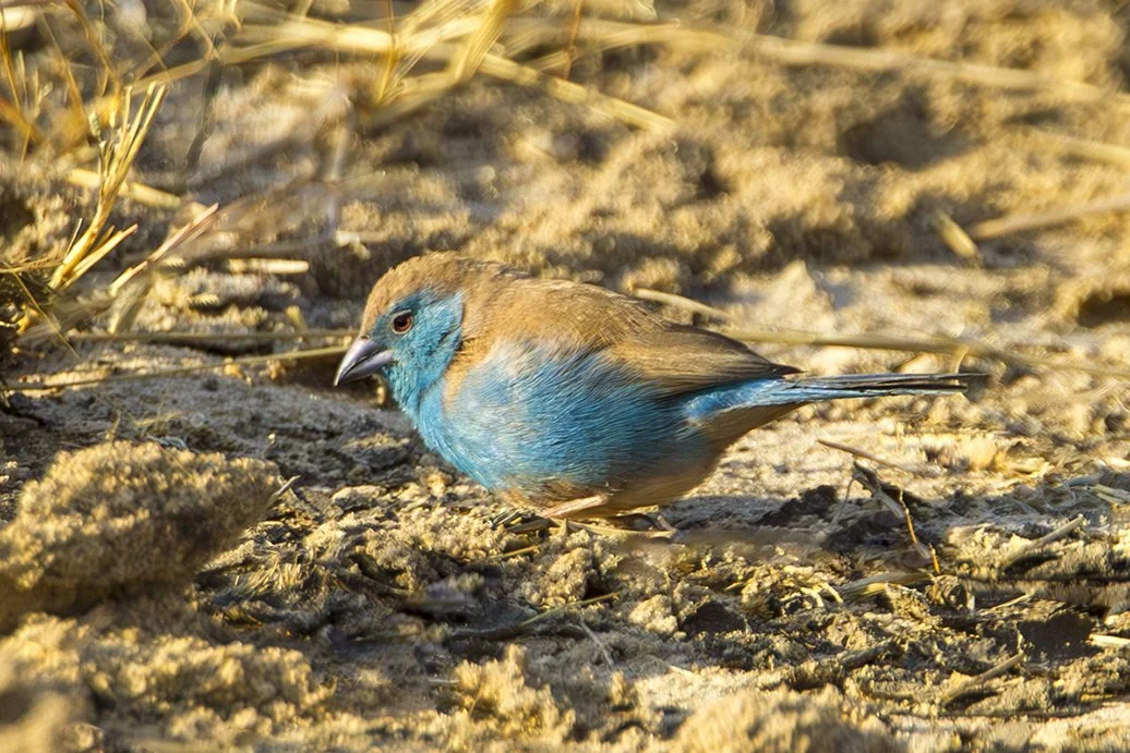 BLUE_WAXBILL_01.jpg