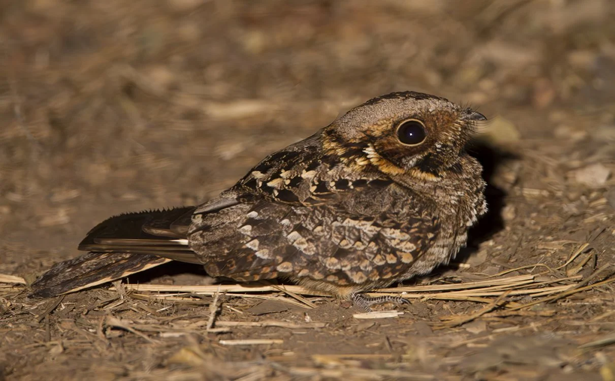 FIERY-NECKED NIGHTJAR