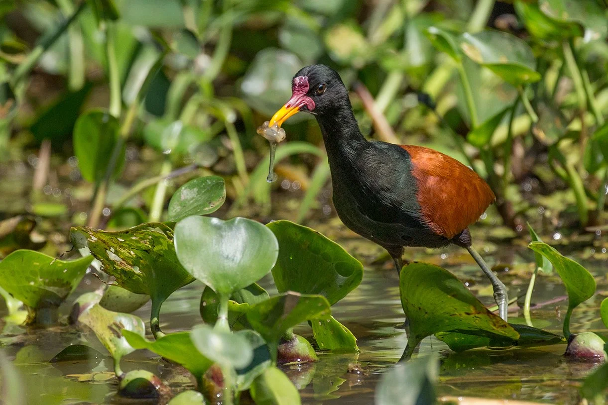 WATTLED_JACANA_06.jpg