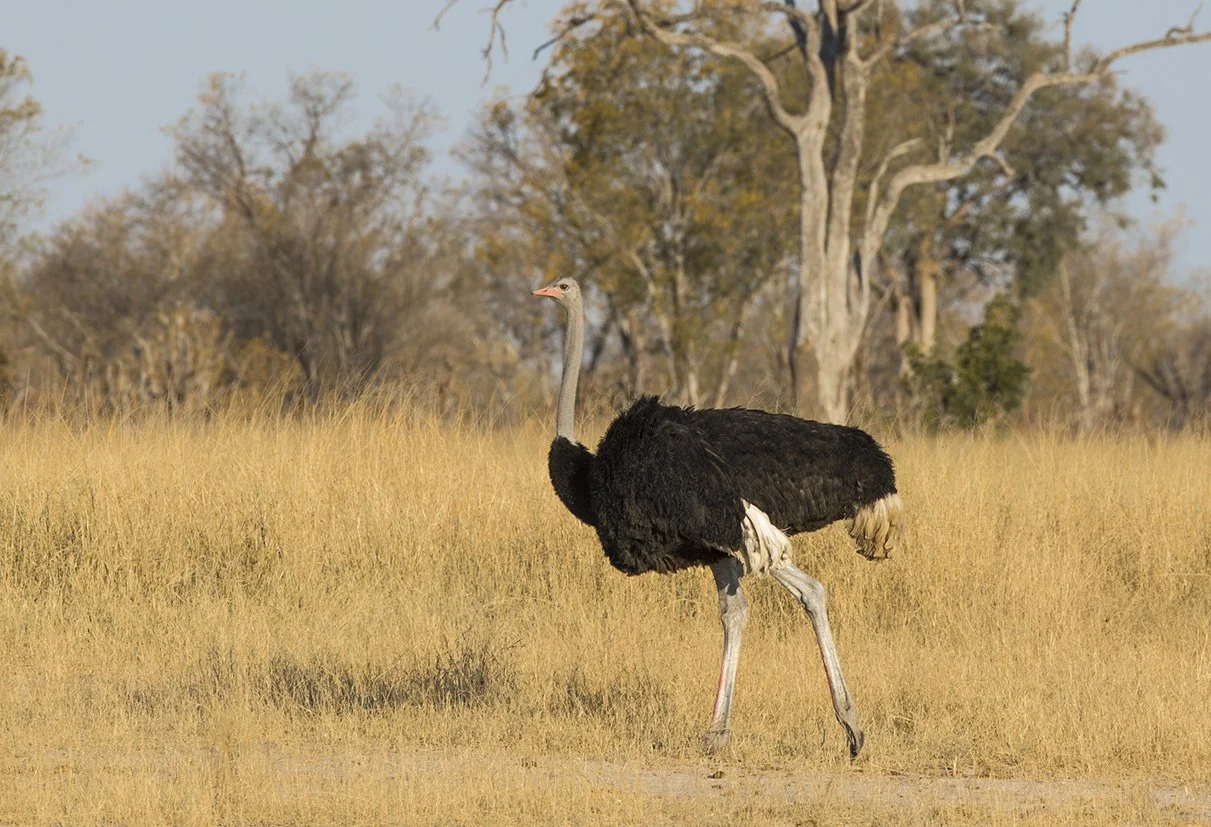 OSTRICH_03.jpg