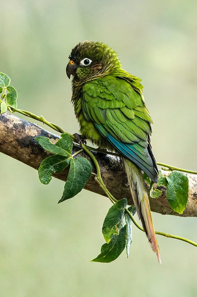 MAROON_BELLIED_PARAKEET_10.jpg