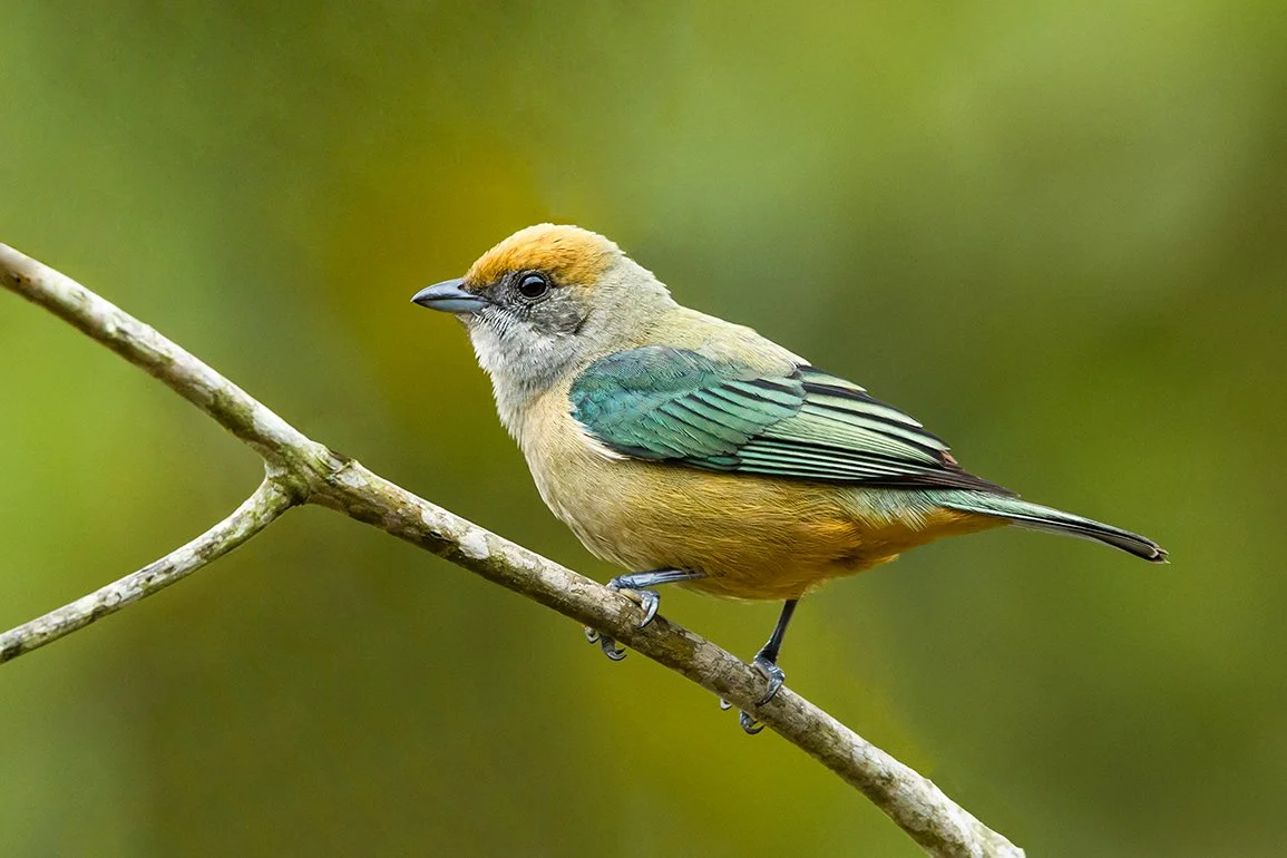 BURNISHED-BUFF TANAGER_03.jpg