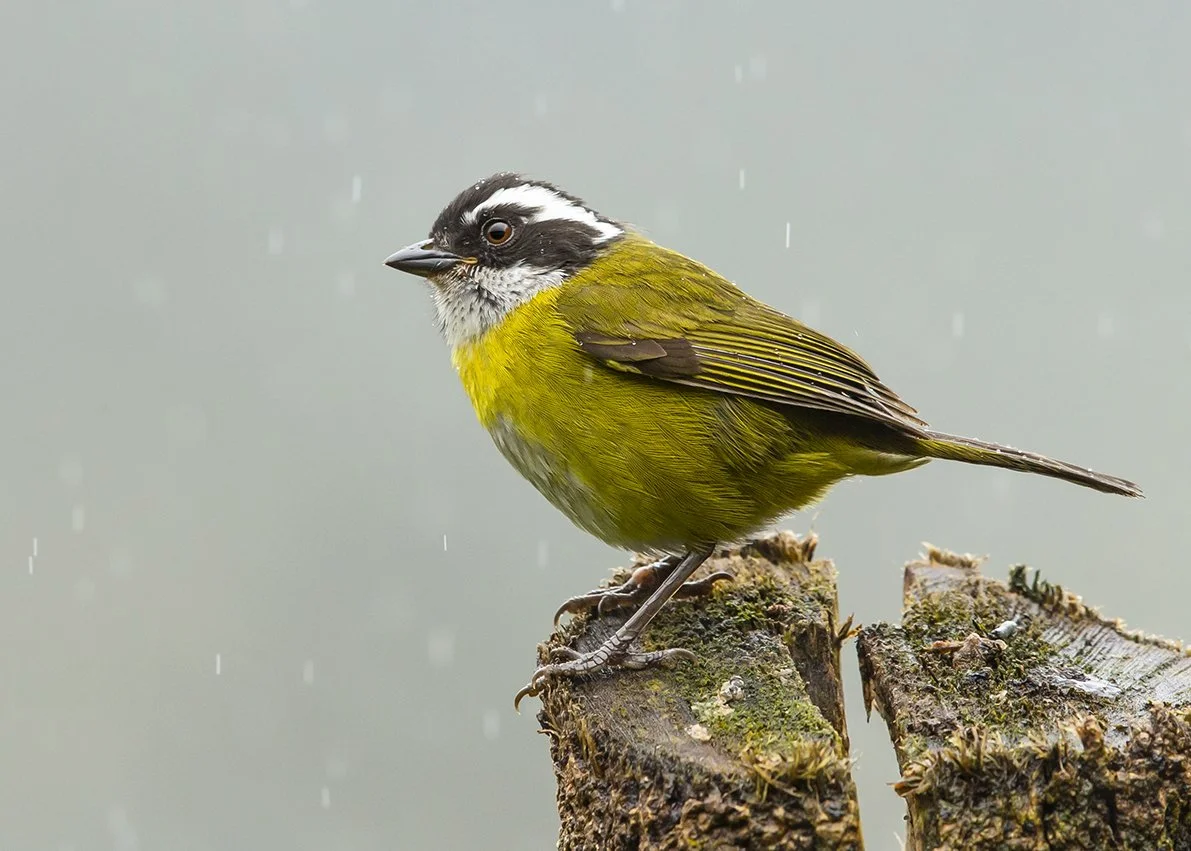 SOOTY-CAPPED BUSH-TANAGER_03.jpg