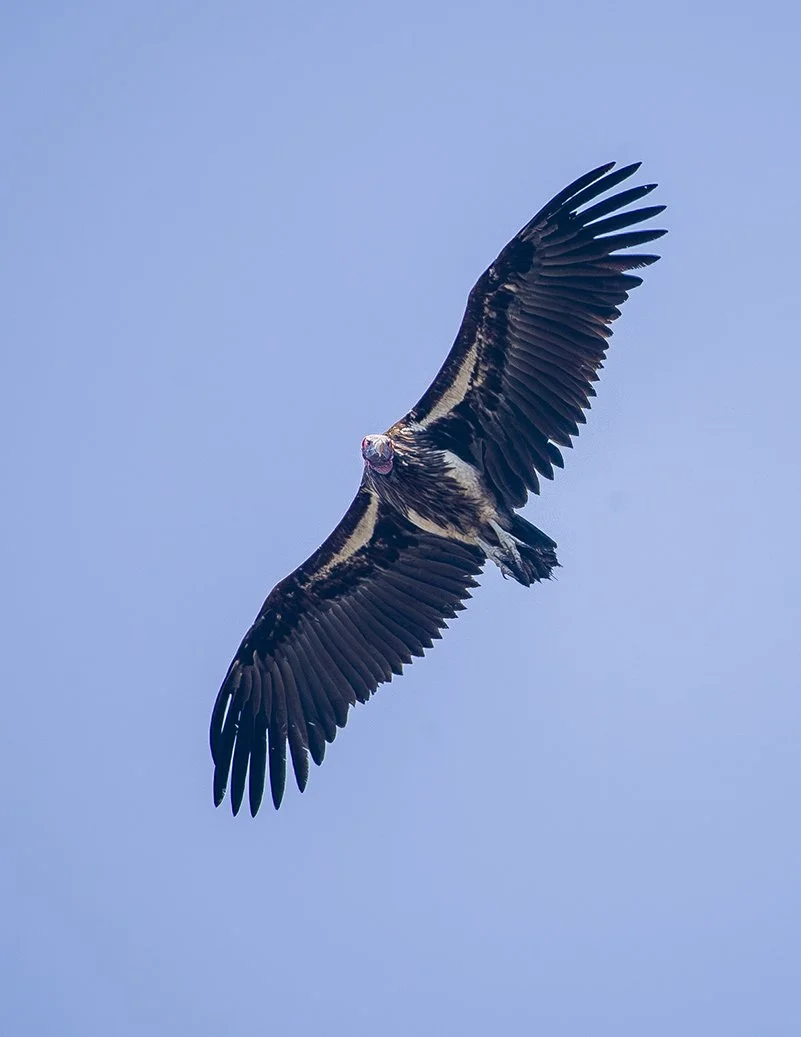 LAPPET_FACED_VULTURE_16.jpg