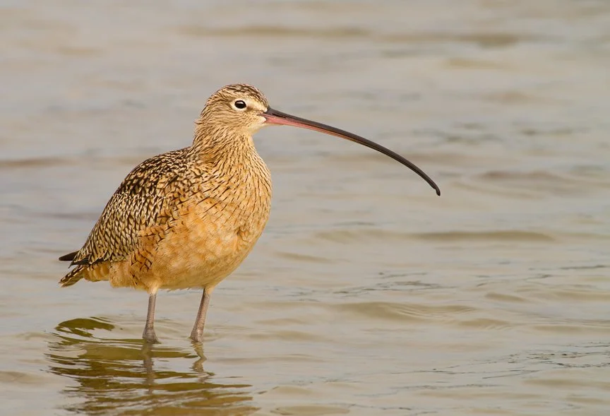LONG-BILLED CURLEW