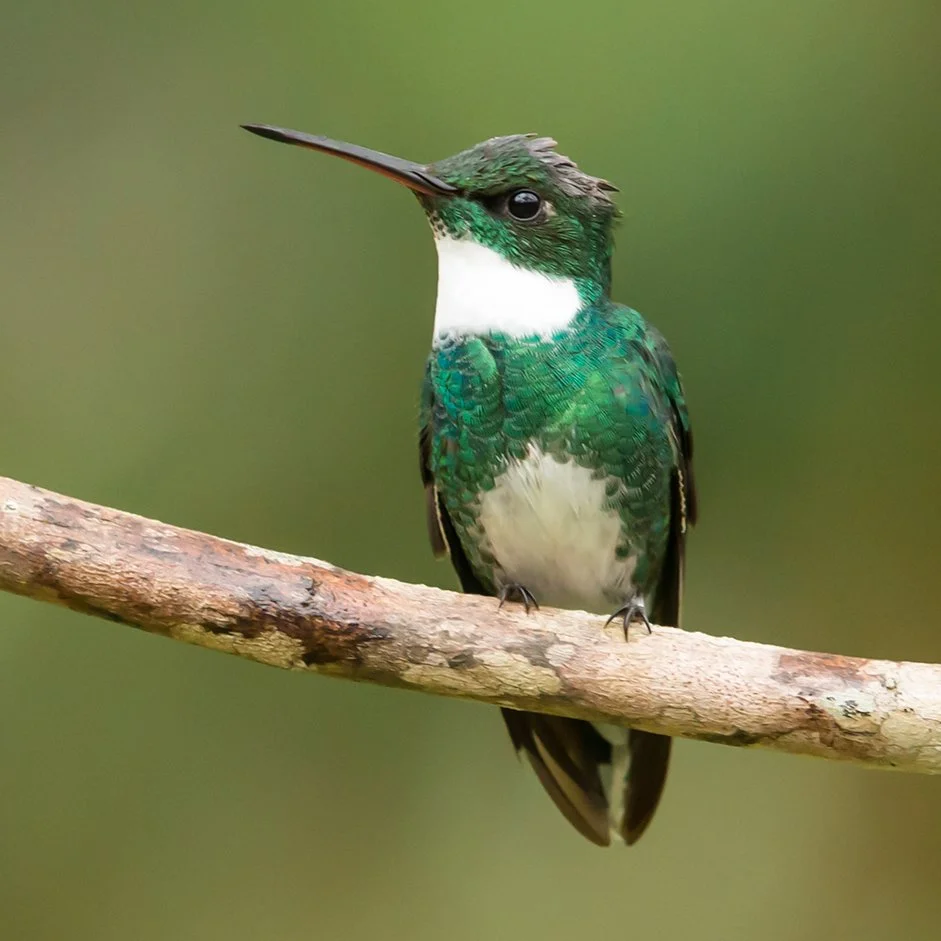 WHITE-THROATED HUMMINGBIRD