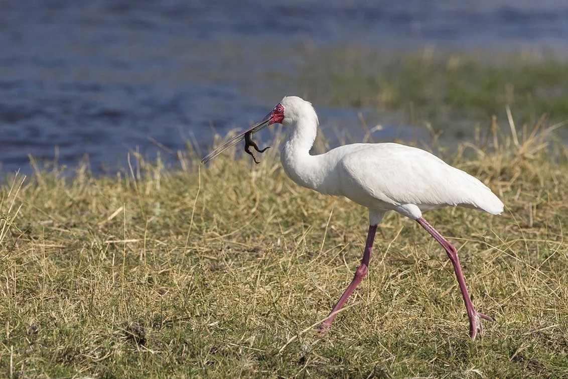 AFRICAN SPOONBILL