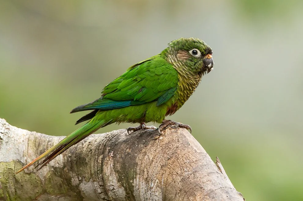 MAROON_BELLIED_PARAKEET_09.jpg