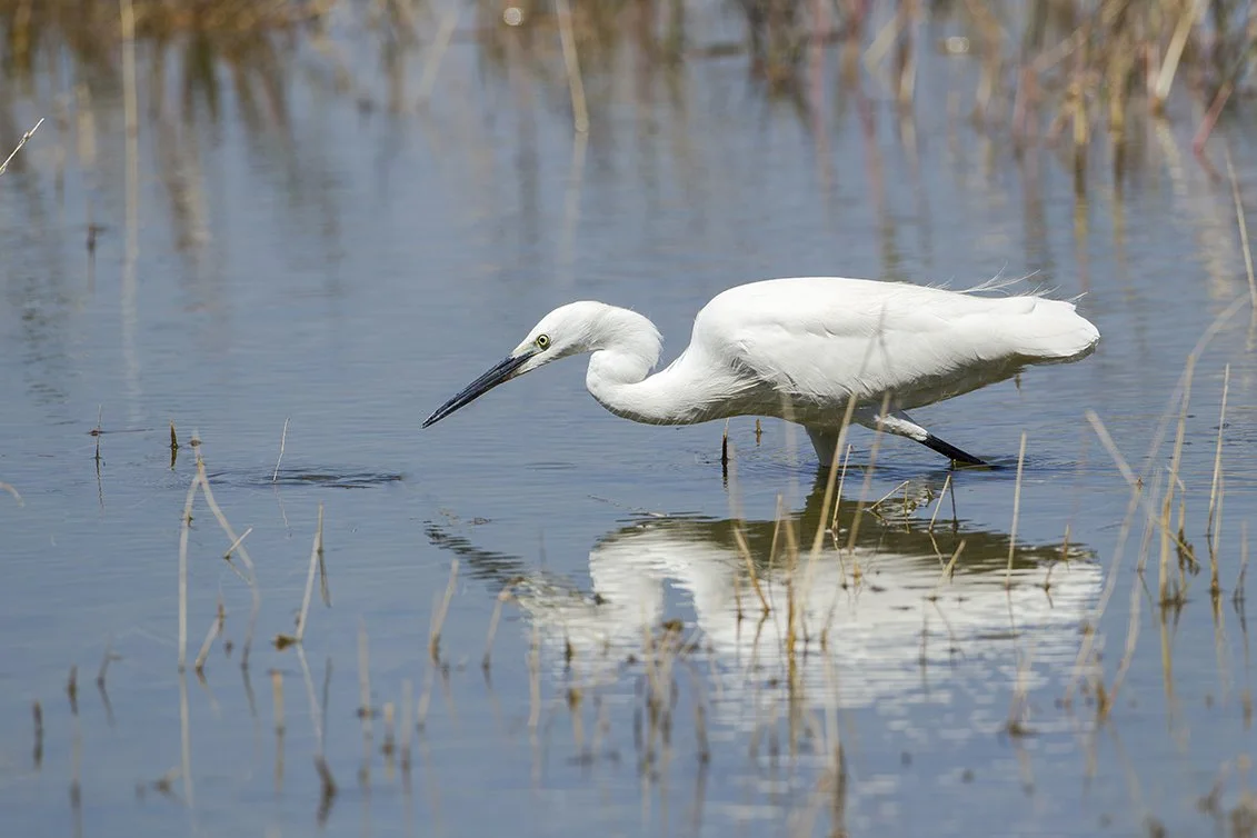 LITTLE_EGRET_06.jpg