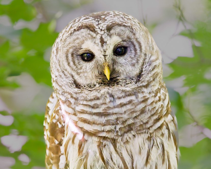 BARRED OWL