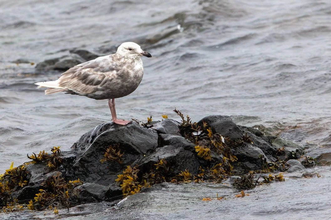 GLAUCOUS GULL