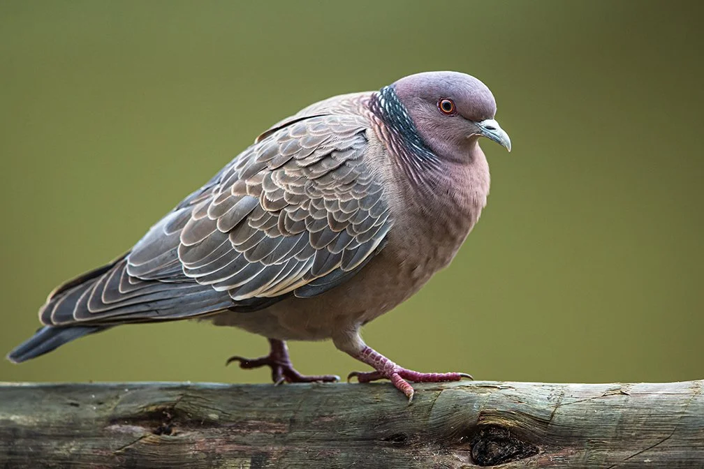 PICAZURO PIGEON_02.jpg