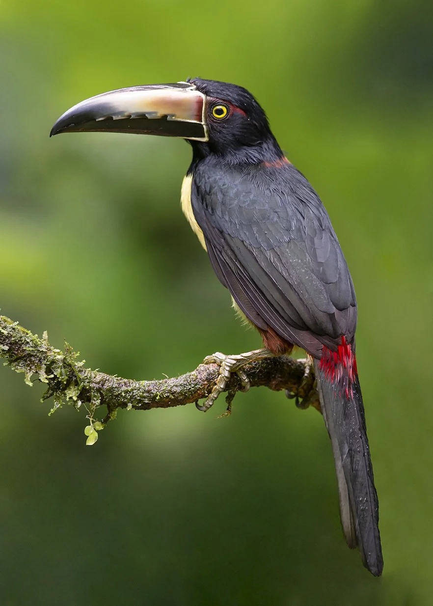 COLLARED_ARACARI_02.jpg