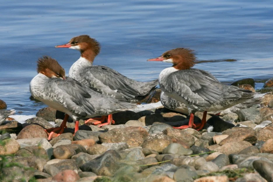 COMMON MERGANSER