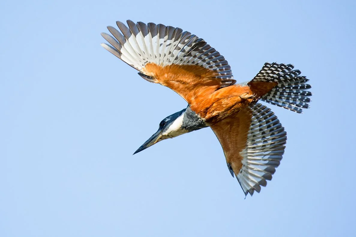 RINGED_KINGFISHER_08.jpg