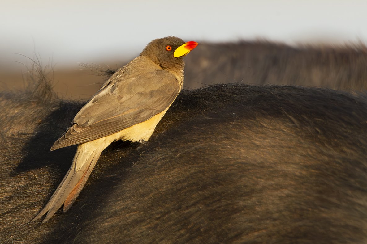 YELLOW-BILLED OXPECKER