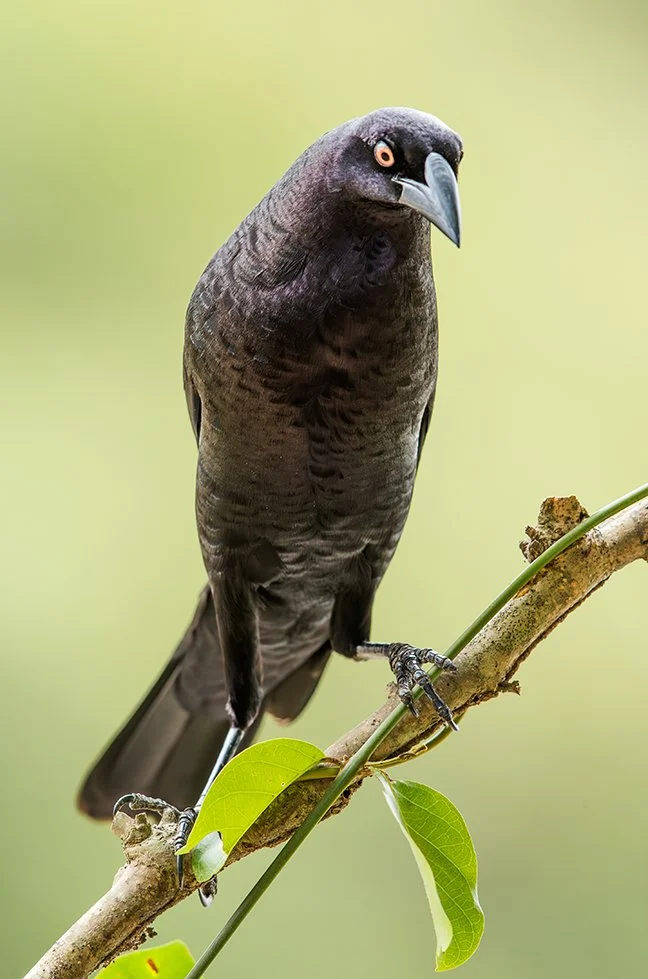 SHINY_COWBIRD_03.jpg