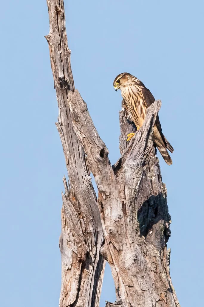 MERLIN