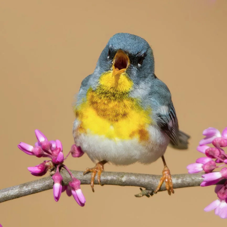 NORTHERN PARULA