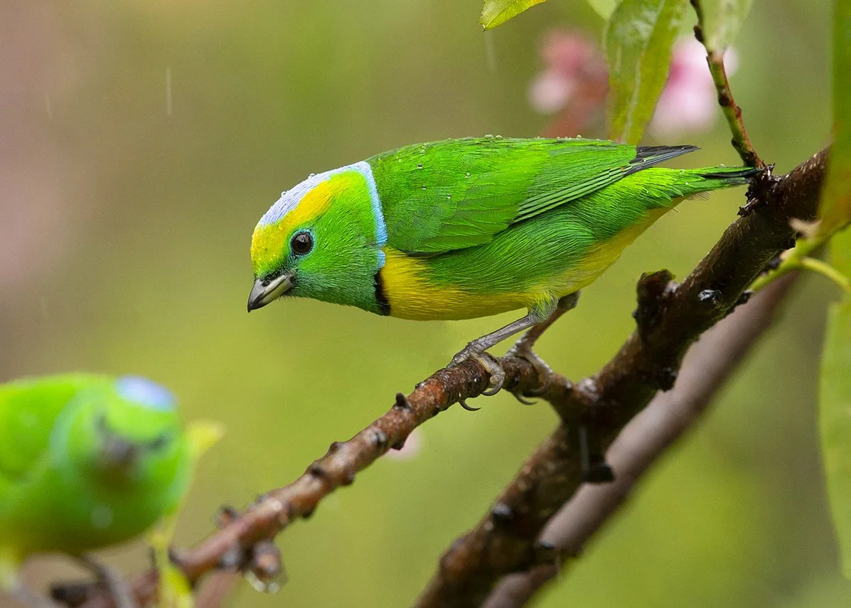 GOLDEN_BROWED_CHLOROPHONIA_04.jpg