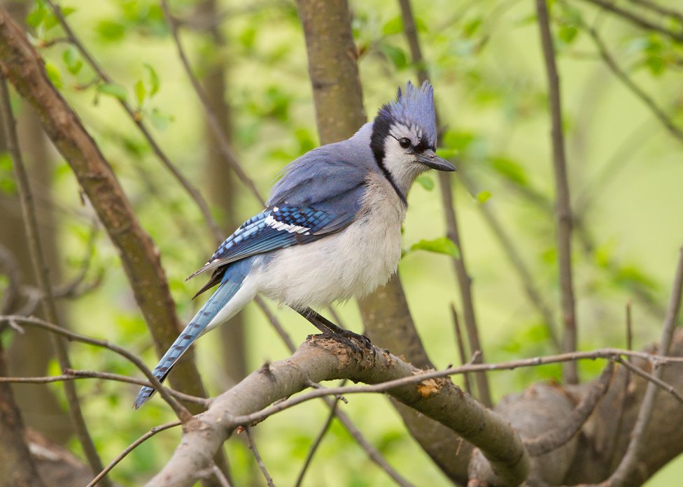 BLUE JAY