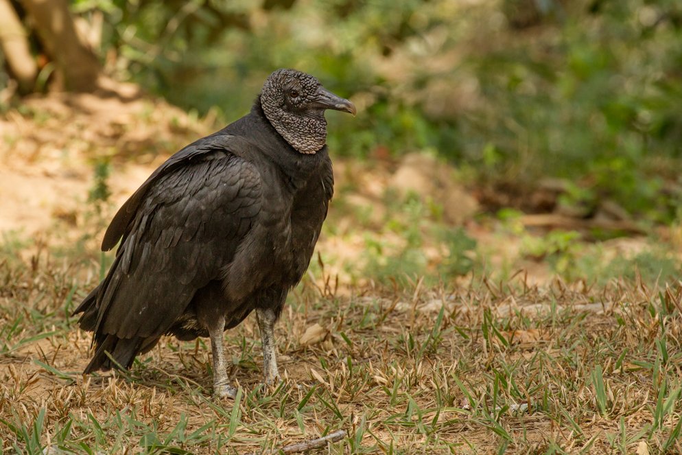 BLACK VULTURE