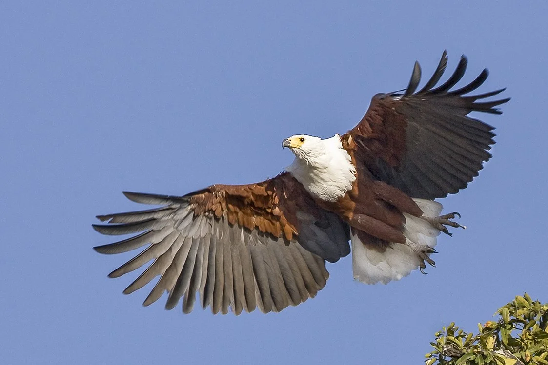 AFRICAN_FISH_EAGLE_06.jpg