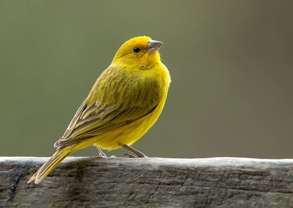 SAFFRON_FINCH_02.jpg