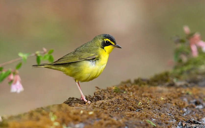 KENTUCKY WARBLER